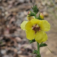 Verbascum virgatum (Green Mullein) at Goulburn, NSW - 6 Dec 2024 by trevorpreston