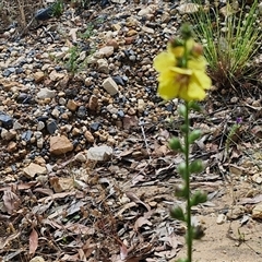 Verbascum virgatum at Goulburn, NSW - 7 Dec 2024 10:25 AM