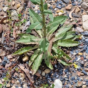 Verbascum virgatum at Goulburn, NSW - 7 Dec 2024 10:25 AM