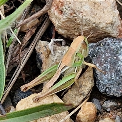 Praxibulus sp. (genus) (A grasshopper) at Goulburn, NSW - 7 Dec 2024 by trevorpreston