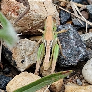 Praxibulus sp. (genus) at Goulburn, NSW - 7 Dec 2024