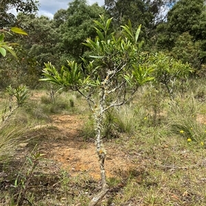 Acacia melanoxylon at Harolds Cross, NSW - 7 Dec 2024