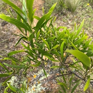 Acacia melanoxylon at Harolds Cross, NSW - 7 Dec 2024 11:30 AM