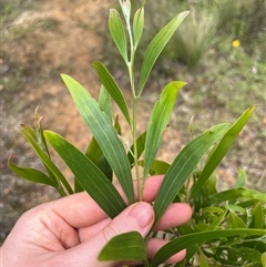 Acacia melanoxylon at Harolds Cross, NSW - 7 Dec 2024