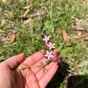 Centaurium erythraea at Harolds Cross, NSW - 7 Dec 2024