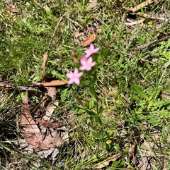 Centaurium erythraea at Harolds Cross, NSW - 7 Dec 2024