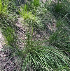 Poa helmsii (Broad-leaved Snow Grass) at Harolds Cross, NSW - 8 Dec 2024 by courtneyb