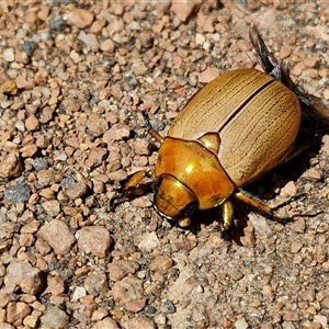 Anoplognathus brunnipennis (Green-tailed Christmas beetle) at Lyneham, ACT by trevorpreston