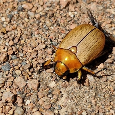 Anoplognathus brunnipennis (Green-tailed Christmas beetle) at Lyneham, ACT - 6 Dec 2024 by trevorpreston