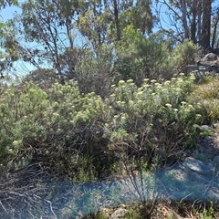 Cassinia longifolia at Hawker, ACT - 8 Dec 2024 10:10 AM