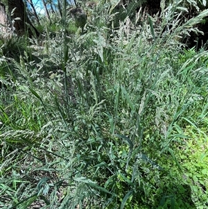 Holcus lanatus at Harolds Cross, NSW - 8 Dec 2024