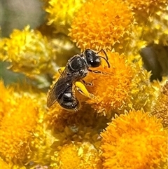 Lasioglossum (Chilalictus) sp. (genus & subgenus) (Halictid bee) at Ainslie, ACT - 8 Dec 2024 by Pirom