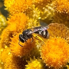 Lasioglossum (Chilalictus) sp. (genus & subgenus) at Ainslie, ACT - 8 Dec 2024