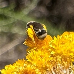 Lasioglossum (Chilalictus) sp. (genus & subgenus) at Ainslie, ACT - 8 Dec 2024 01:17 PM