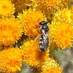 Lasioglossum (Chilalictus) sp. (genus & subgenus) at Ainslie, ACT - 8 Dec 2024 01:17 PM