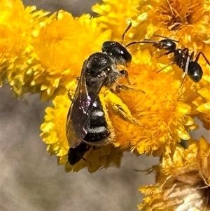 Lasioglossum (Chilalictus) sp. (genus & subgenus) at Ainslie, ACT - 8 Dec 2024