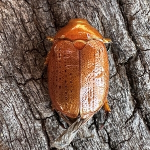 Anoplognathus porosus at Ainslie, ACT - 8 Dec 2024