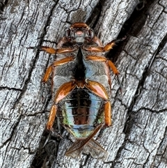 Anoplognathus porosus at Ainslie, ACT - 8 Dec 2024