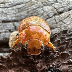 Anoplognathus porosus at Ainslie, ACT - 8 Dec 2024