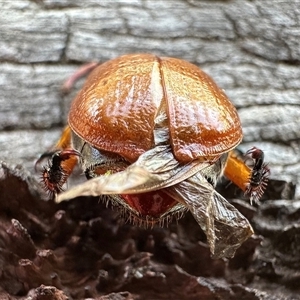 Anoplognathus porosus at Ainslie, ACT - 8 Dec 2024