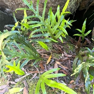 Zealandia pustulata at Harolds Cross, NSW - 8 Dec 2024