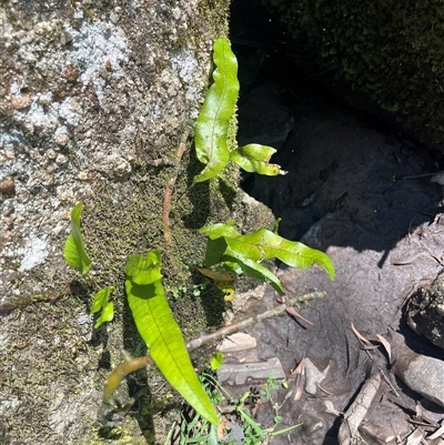 Zealandia pustulata (Kangaroo Fern) at Harolds Cross, NSW - 8 Dec 2024 by courtneyb