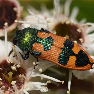 Castiarina hilaris (A jewel beetle) at Jerrabomberra, NSW - 8 Dec 2024 by DianneClarke