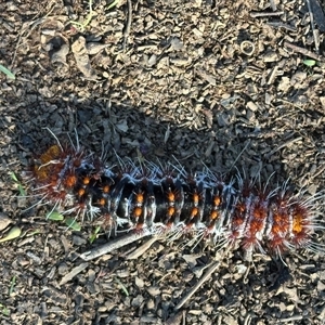 Chelepteryx collesi at Griffith, ACT by Nivlek