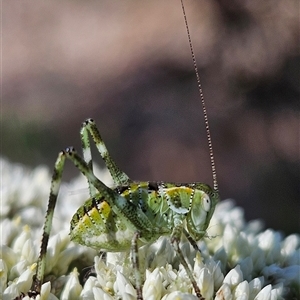 Unidentified Cricket (Orthoptera, several families) at Wamboin, NSW by Wolfdogg