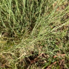 Eragrostis curvula (African Lovegrass) at Page, ACT - 8 Dec 2024 by CattleDog