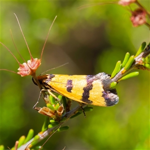 Sclerocris chalcoxantha (A Concealer moth (Eulechria group) at Tharwa, ACT by DPRees125