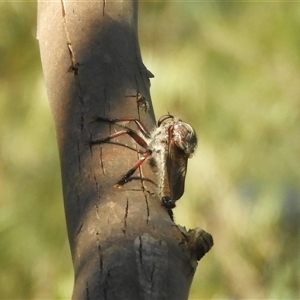 Neoaratus hercules at Murrumbateman, NSW - 8 Dec 2024 05:05 PM