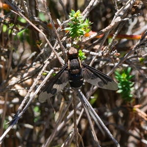 Balaana sp. (genus) at Kambah, ACT by DPRees125