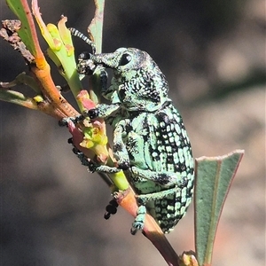 Chrysolopus spectabilis (Botany Bay Weevil) at Carwoola, NSW by clarehoneydove