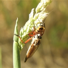 Colepia sp. (genus) (A robber fly) at Murrumbateman, NSW - 8 Dec 2024 by SimoneC