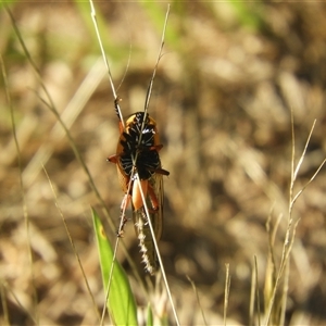 Colepia sp. (genus) at Murrumbateman, NSW - 8 Dec 2024