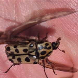 Neorrhina punctata at Carwoola, NSW - 8 Dec 2024