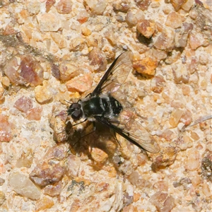 Thraxan sp. (genus) at Kambah, ACT - 8 Dec 2024 01:13 PM