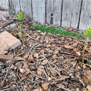 Arum italicum (Italian Arum) at Downer, ACT by pbms123