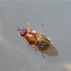 Anacanthella (genus) (A soldier fly) at Flynn, ACT - 24 Nov 2024 by Christine