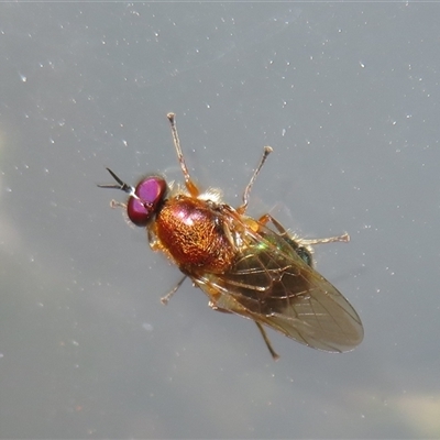 Anacanthella (genus) (A soldier fly) at Flynn, ACT - 24 Nov 2024 by Christine