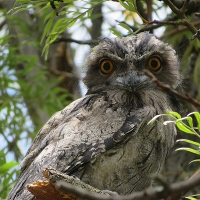 Podargus strigoides (Tawny Frogmouth) at Flynn, ACT - 24 Nov 2024 by Christine