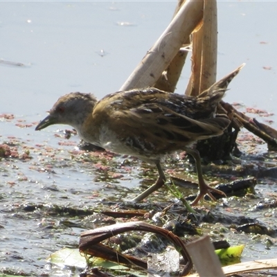 Zapornia pusilla (Baillon's Crake) at Fyshwick, ACT - 24 Nov 2024 by Christine