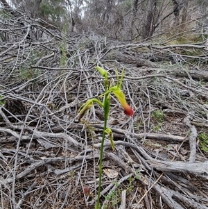 Cryptostylis subulata (Cow Orchid) at Tathra, NSW by MattYoung