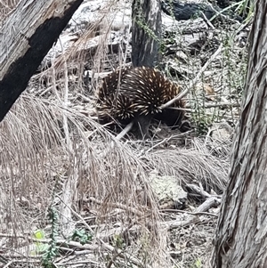 Tachyglossus aculeatus (Short-beaked Echidna) at Tathra, NSW by MattYoung