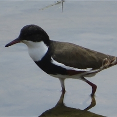 Erythrogonys cinctus (Red-kneed Dotterel) at Whitlam, ACT - 25 Nov 2024 by Christine