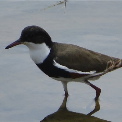 Erythrogonys cinctus (Red-kneed Dotterel) at Whitlam, ACT - 25 Nov 2024 by Christine