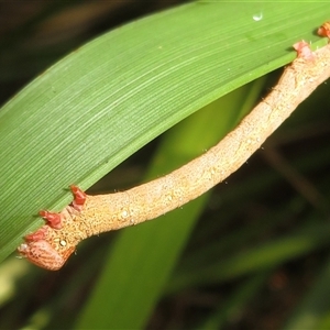 Pholodes sinistraria at Flynn, ACT - 1 Dec 2024