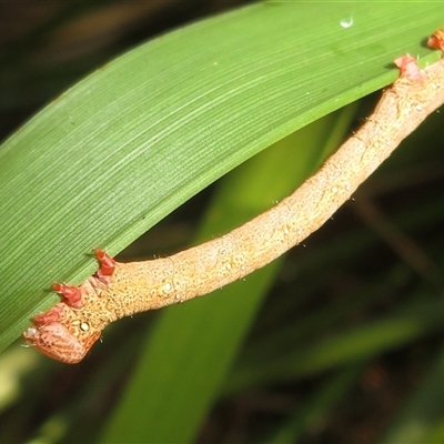 Pholodes sinistraria at Flynn, ACT - 1 Dec 2024 by Christine