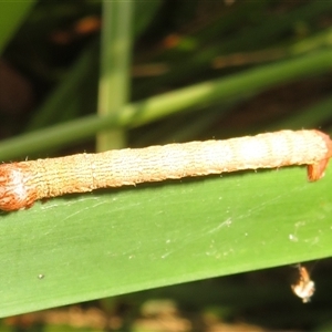 Pholodes sinistraria at Flynn, ACT - 1 Dec 2024